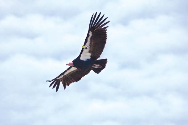 The Central California hills at issue in the fracking debate are home to the endangered California condor. Photo by: Sebastian Kennerknecht, Pumapix.com