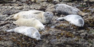 Harbor seals hauled out on the rocks south of Point Arena lighthouse. Photo by Sally Rae Kimmel