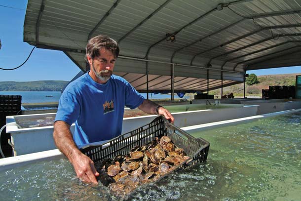 Terry Sawyer, the owner of Hog Island Oyster Company on Tomales Bay, partners with UC Davis researcher Tessa Hill to study the impact of ocean acidification on oysters. Photo by Ann Dowie, Hog Island Oyster Co.
