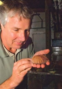 MBARI researcher Jim Barry examines a sea urchin used in experiments to gauge the effect of CO2 on deep-sea animals. Photo by Todd Walsh, (c) 2009 MBARI