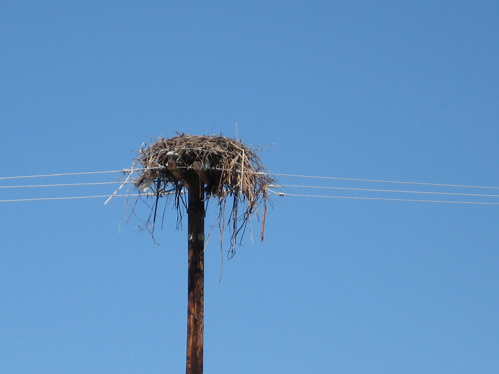 This osprey nest is atop a power line pole at Point Molate. Photo: Greenbelt Alliance. 