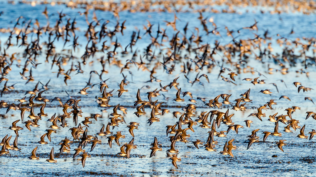 Western sandpipers congregate in the San Francisco Bay during migration. Photo: Byron Chin.