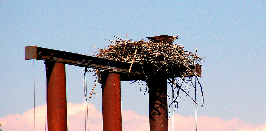 Ospreys like nesting on top of manmade structures, like this ferry terminal in British Columbia. Photo: Keith Ewing.