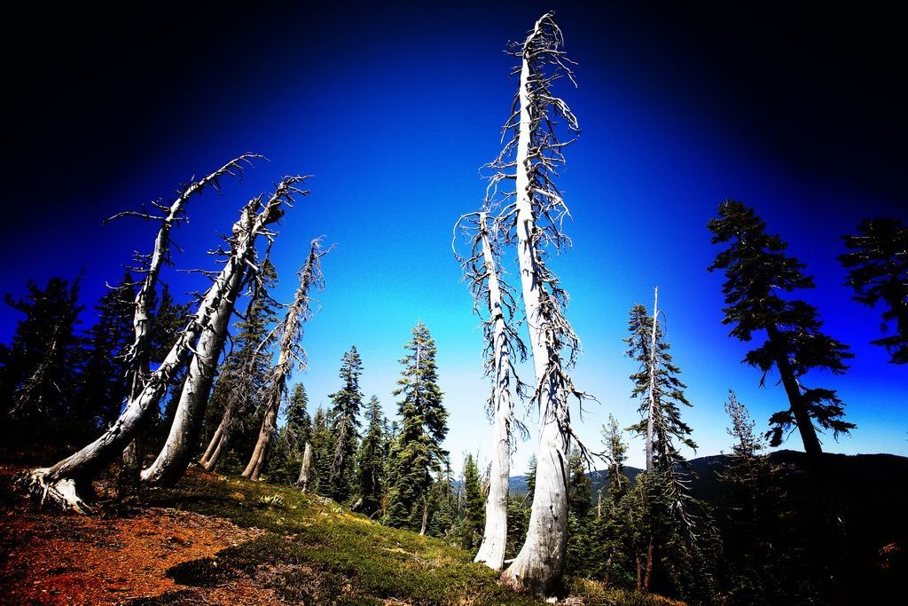 Dying conifers in Sierra Nevada. Photo: John Curley