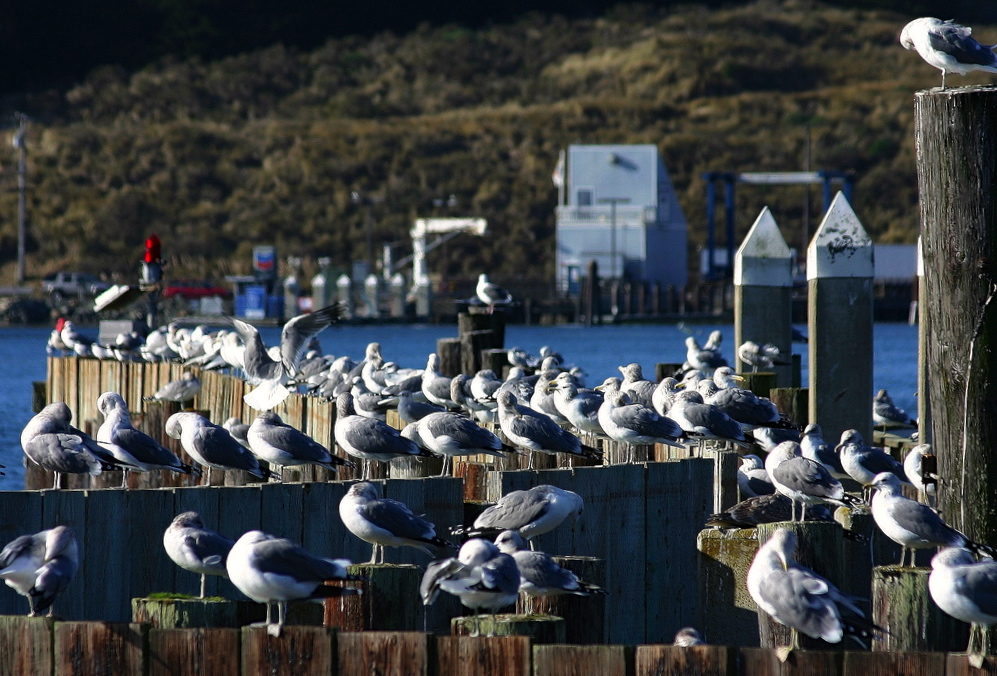 'The birds' at Bodega Bay. Photo: David A Hoffman.