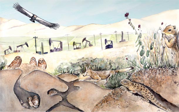 The open, arid country of central California targeted by oil companies and patrolled by California condors can appear almost lifeless in the heat of the day. But it harbors a large number of listed species, many of which take refuge underground, including (from left to right) burrowing owls, kangaroo rats, San Joaquin kit foxes, blunt-nosed leopard lizards, and antelope ground squirrels.