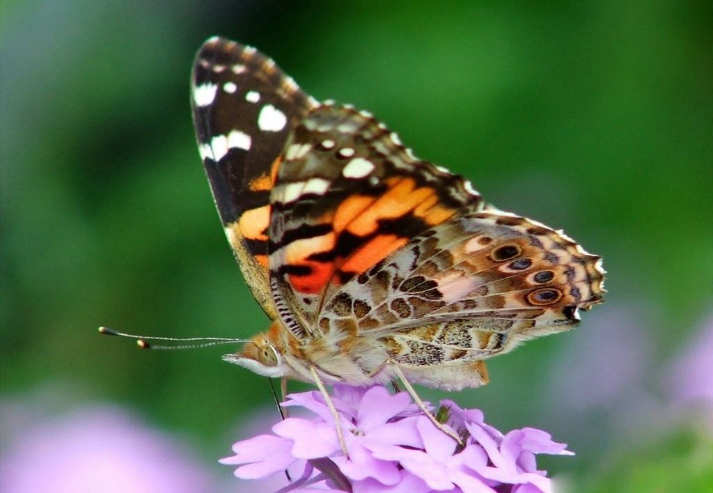 Painted lady butterfly. Photo: Tim Hamilton.