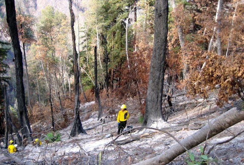 UC Davis researchers studying one of the burnt monitoring plots. Photo: Kerri Frangioso.