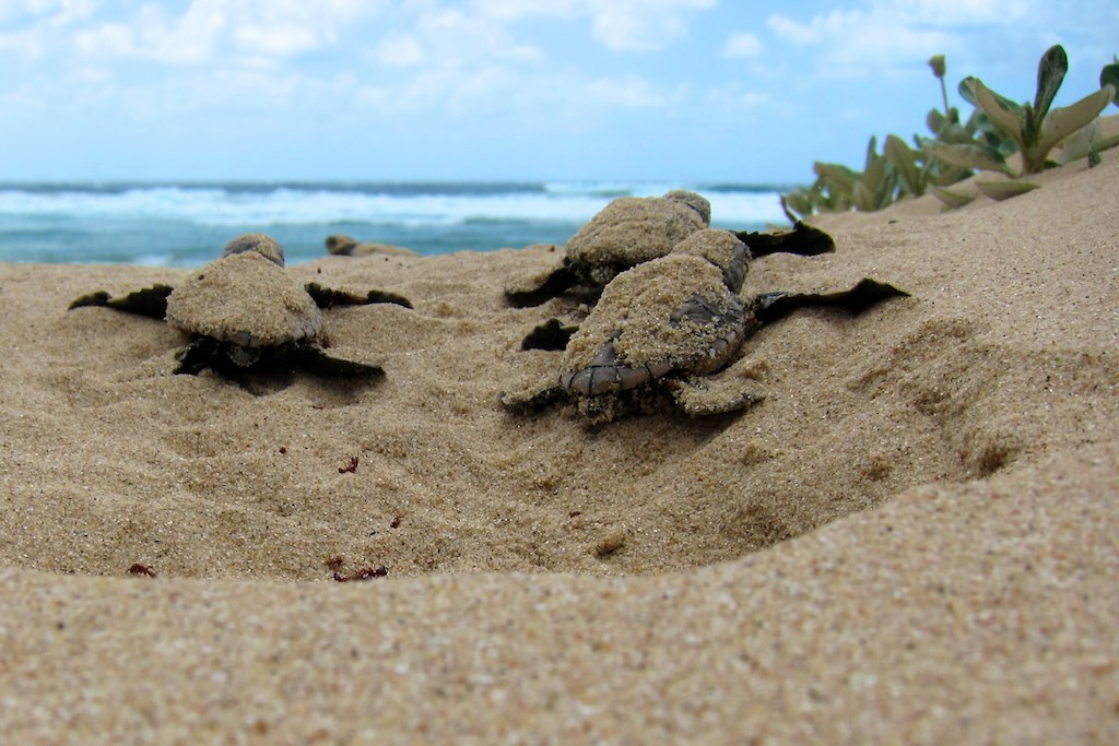Leatherback turtle hatchlings. Photo: Jeroen Looye.