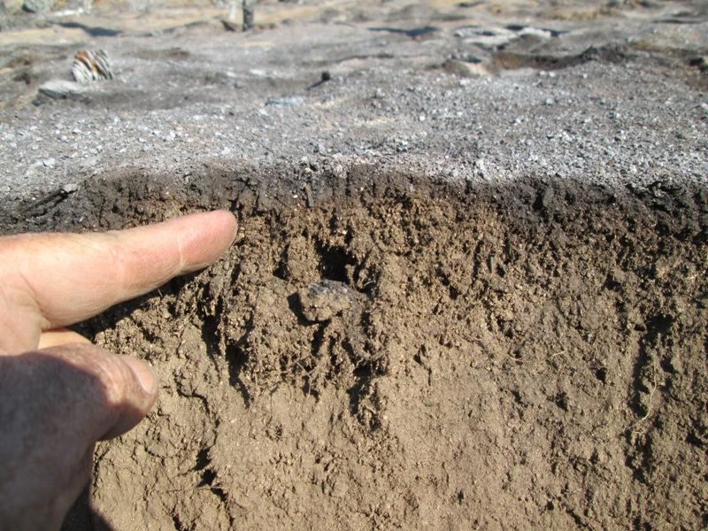 Soil burn depth shown in Stanislaus National Forest. Lower layers retain critical nutrients for forest regeneration.  Photo: USDA, Brad Rust