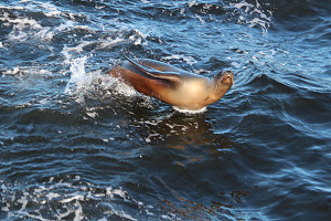 Sea lion jumping out of water