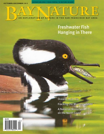 The October—December cover photo of a hooded merganser contemplating lunch — or a stickleback contemplating mortality. Photo: Steve Zamek. 