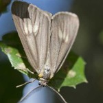 California oak moth