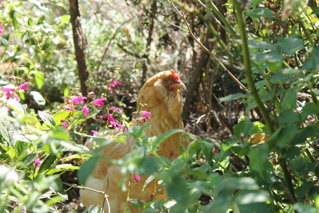 one of Tracy Fasanella's chickens wanders in her garden