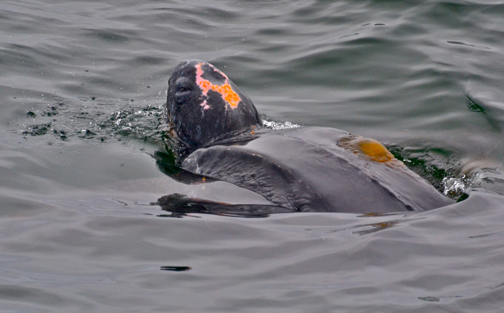 This leatherback was sighted July 14, 2012 offshore of Moss Landing, California feeding on brown sea nettle jellyfish that were so abundant one is actually stranded on the leatherback's carapace in this photo taken by Blue Ocean Whale Watch. 