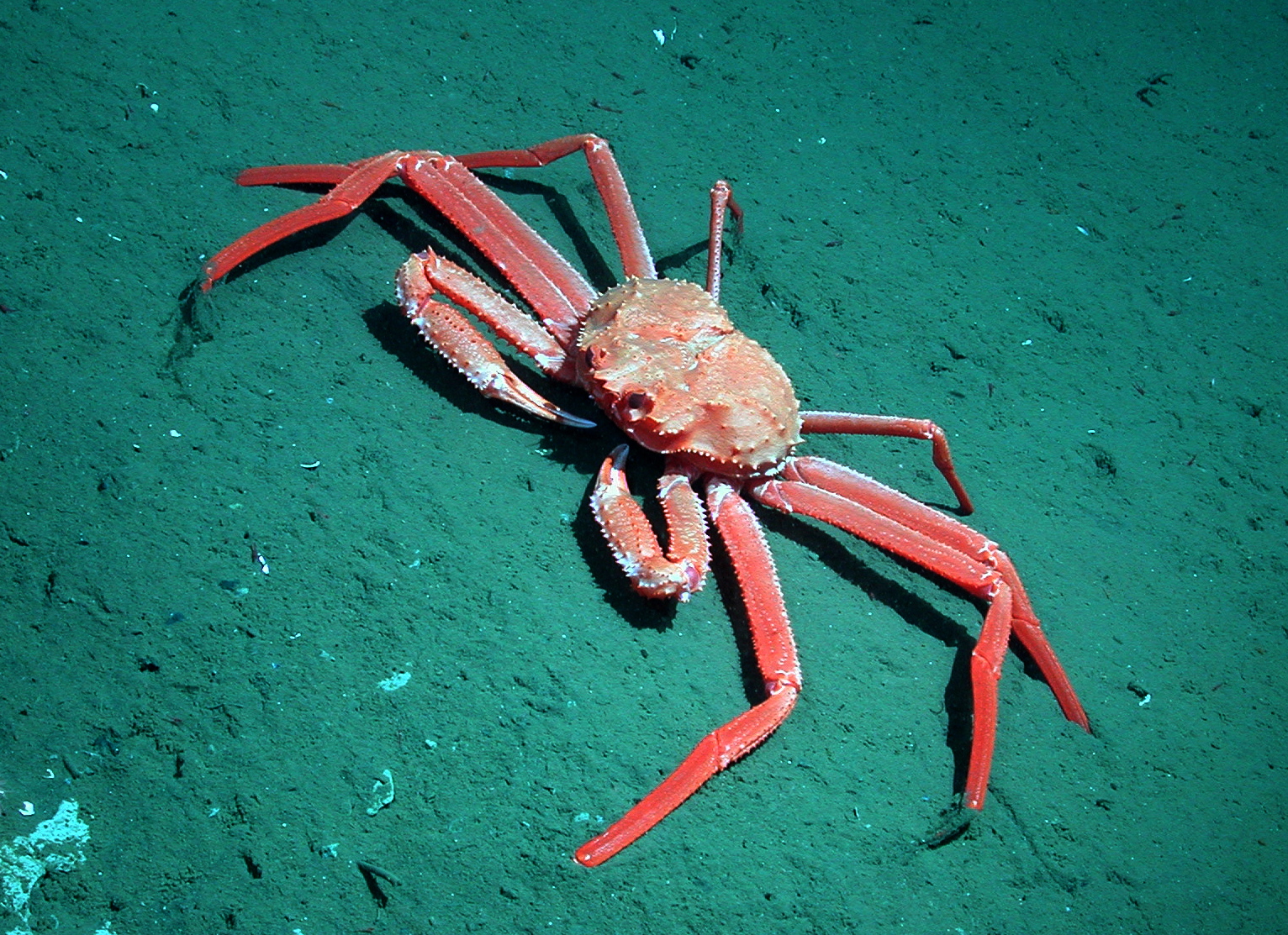 Ocean Acidification Making Sense of Crabs and Skeptics