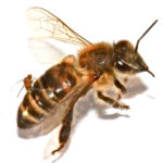 zombie fly attacks bee