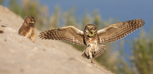 An adult female burrowing owl brings a caterpillar to owlets. (Photo by: Kevin Cole) 