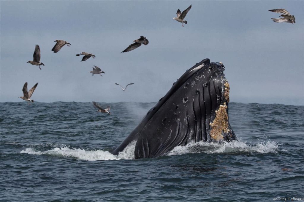 A humpback whale lunges for anchovies during a feeding frenzy. Photo: Tory Kallman