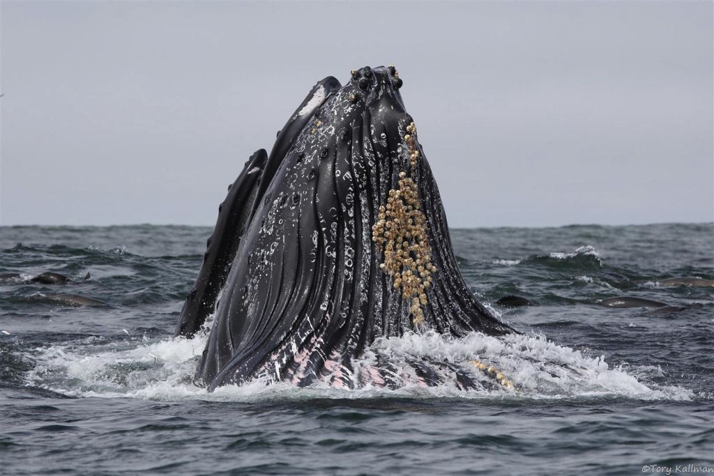 When lunge feeding, humpback whales work together to corral the fish into tight schools and lunge in unison. 