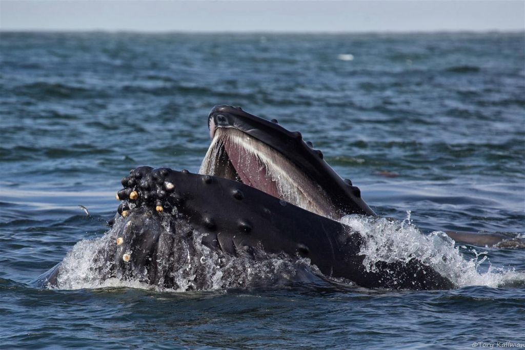 Humpback whales use their bristle-like baleen plates to filter out the water and eat the fish. 