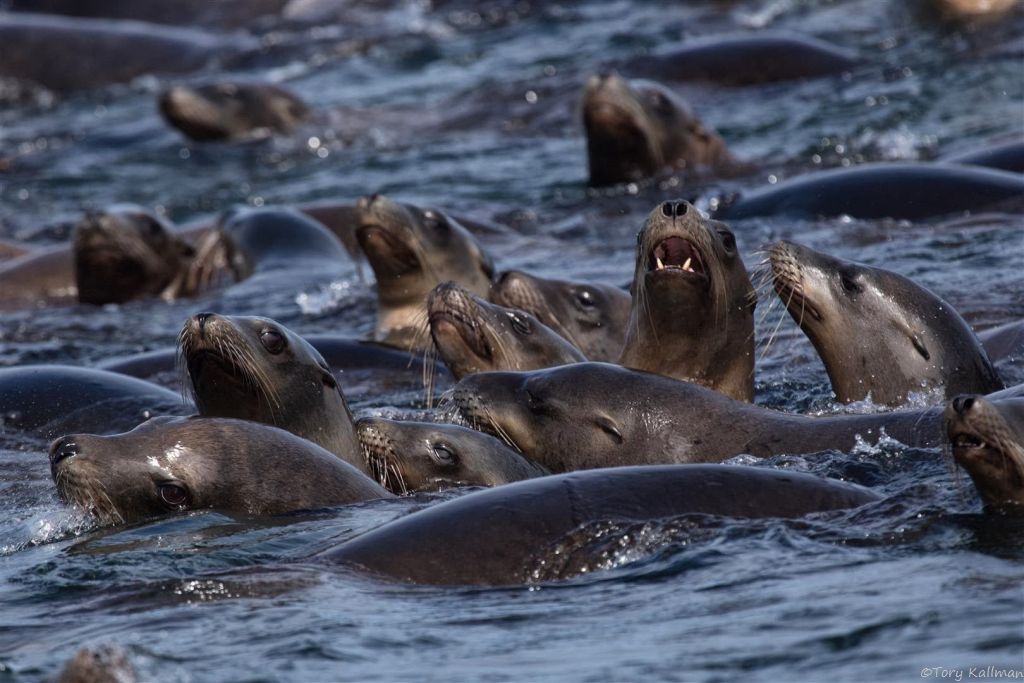 Sea lions and brown pelicans are among other species enjoying the huge runs of anchovies. 