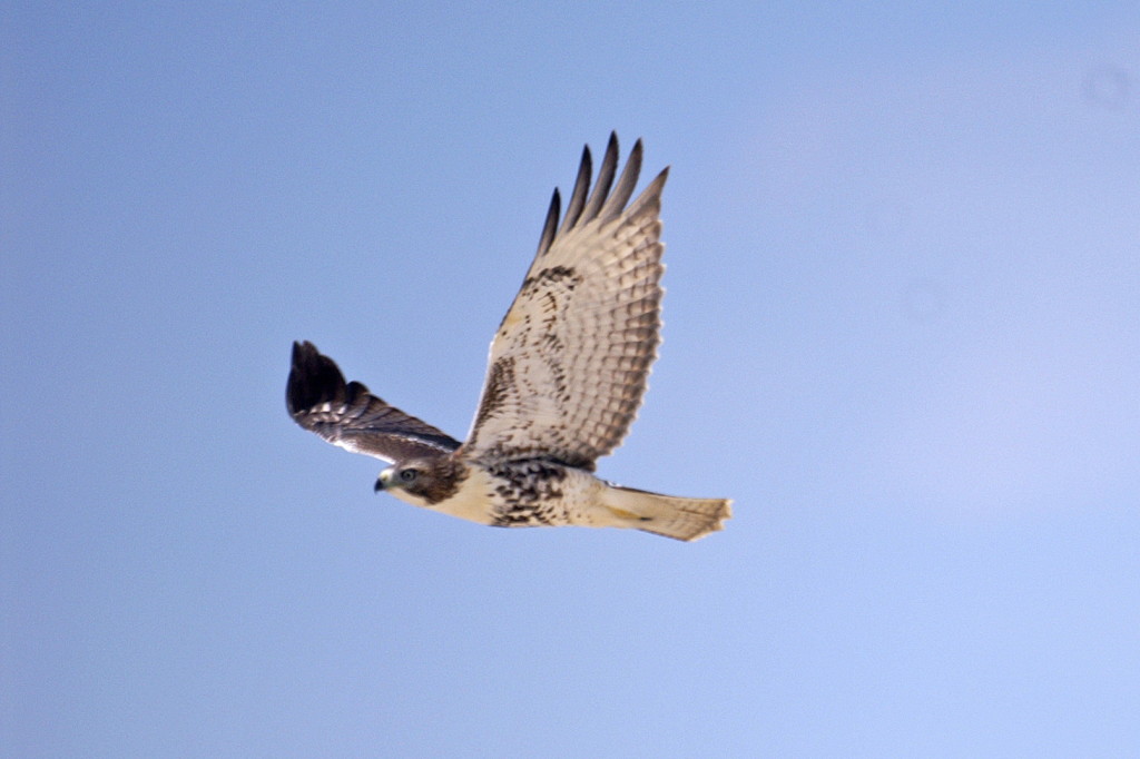 A hawk in flight. Photo: Steeleman204.