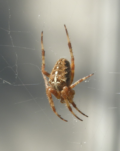 Gwen Heistand, Spider Expert