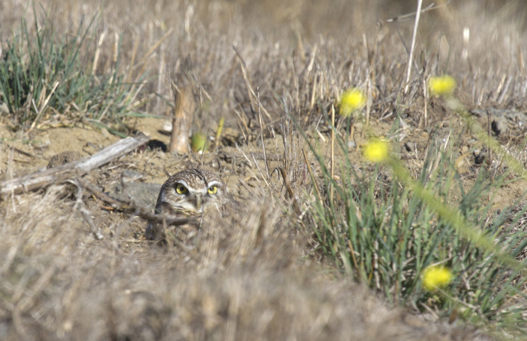 A burrowing owl at Cesar Chavez Park also made an appearance on the day.  Photo: Rick Lewis