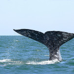 gray whale, San Ignacio Lagoon