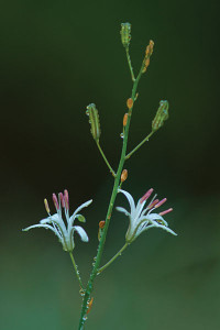 soaproot flower