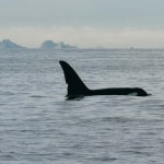orca at Farallon Islands