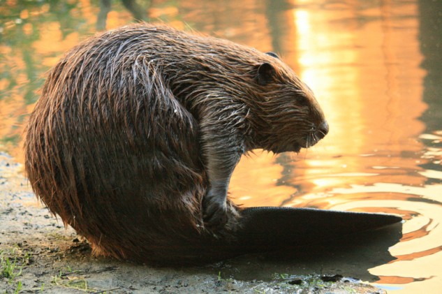 A Beaver in Martinez. Photo: Cheryl Reynolds, Worth a Dam.