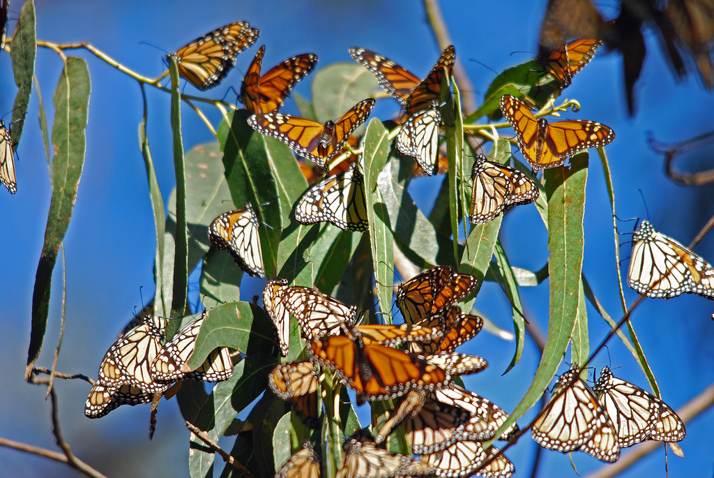 Monarch butterflies. Photo: David Slater.