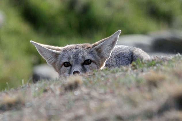 The endangered San Joaquin kit fox. Photo: Greg Schechter.