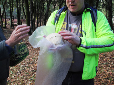 “What a primo beauty!” said MSSF member Chris Schoenstein, holding a lion’s mane mushroom (Hericium erinaceus).