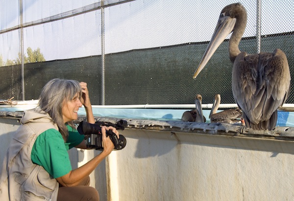 Judy Irving with Gigi the wayward pelican, at International Bird Rescue in Fairfield