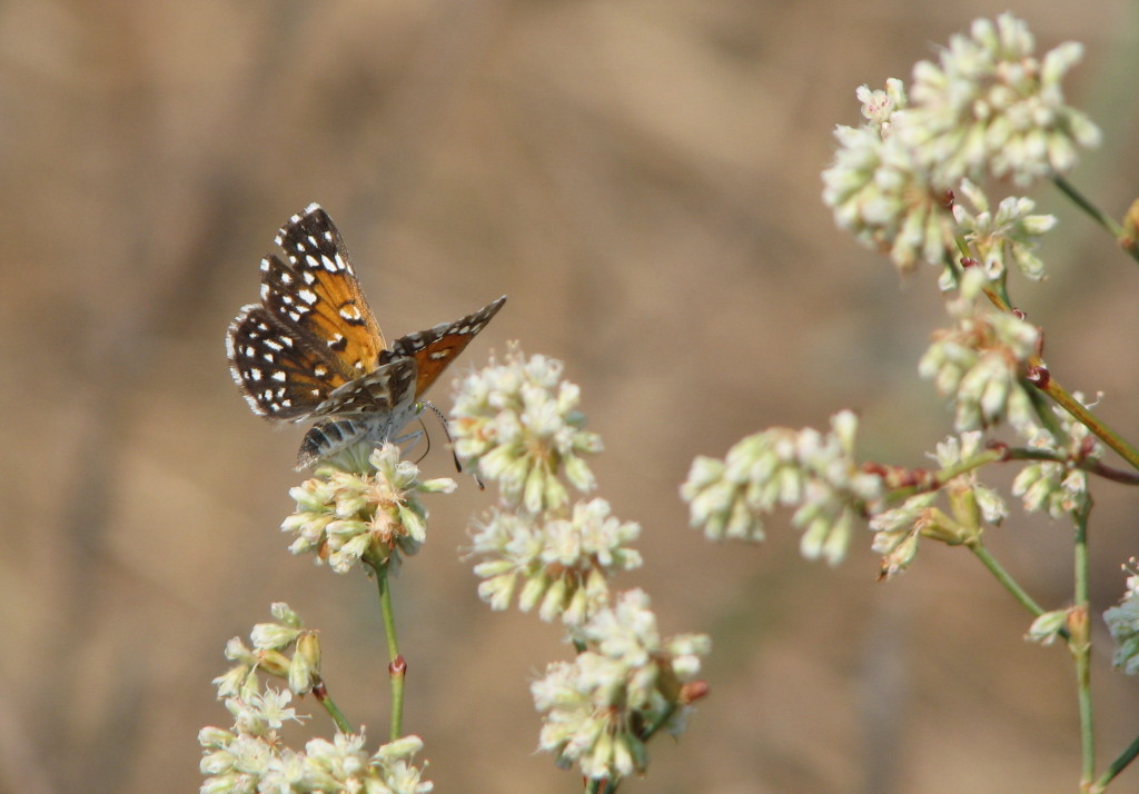 A Lange's metalmark butterfly feeding. Photo: Louis Terrazas. 