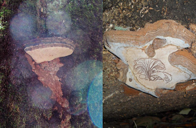 Artist’s conks (Ganoderma applanatum) growing on California bay laurel trees (Photos by: Emily Moskal and Cyrus Harp) 