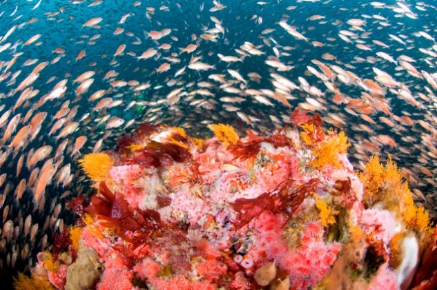 Juvenile rockfish school around strawberry anemones, yellow hydroids, and red algae, on a sponge-encrusted Cordell Bank rocky reef. Photo: Cordell Bank National Marine Sanctuary.