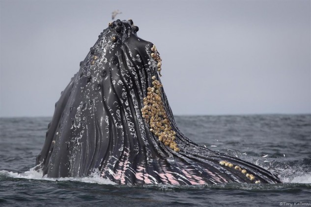 A humpback whale in the Monterey Bay uses 'lunge feeding' to feast upon the masses of anchovies in the Bay. Photo: Tory Kallman
