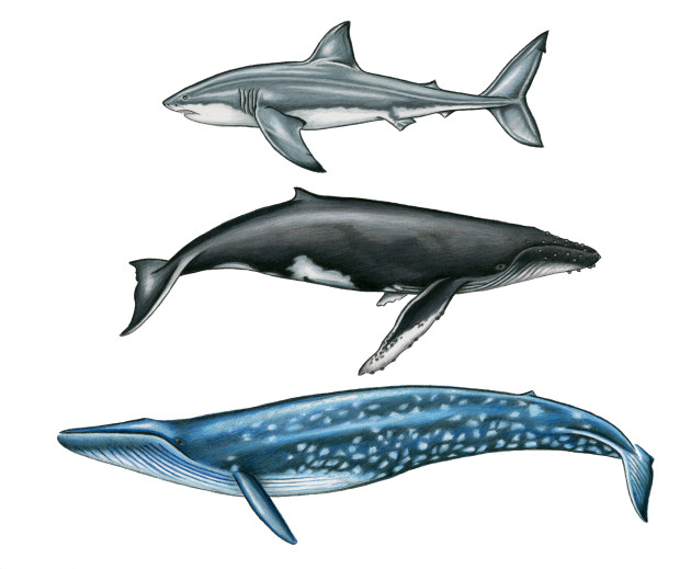 illustration of great white shark, humpback whale and blue whale