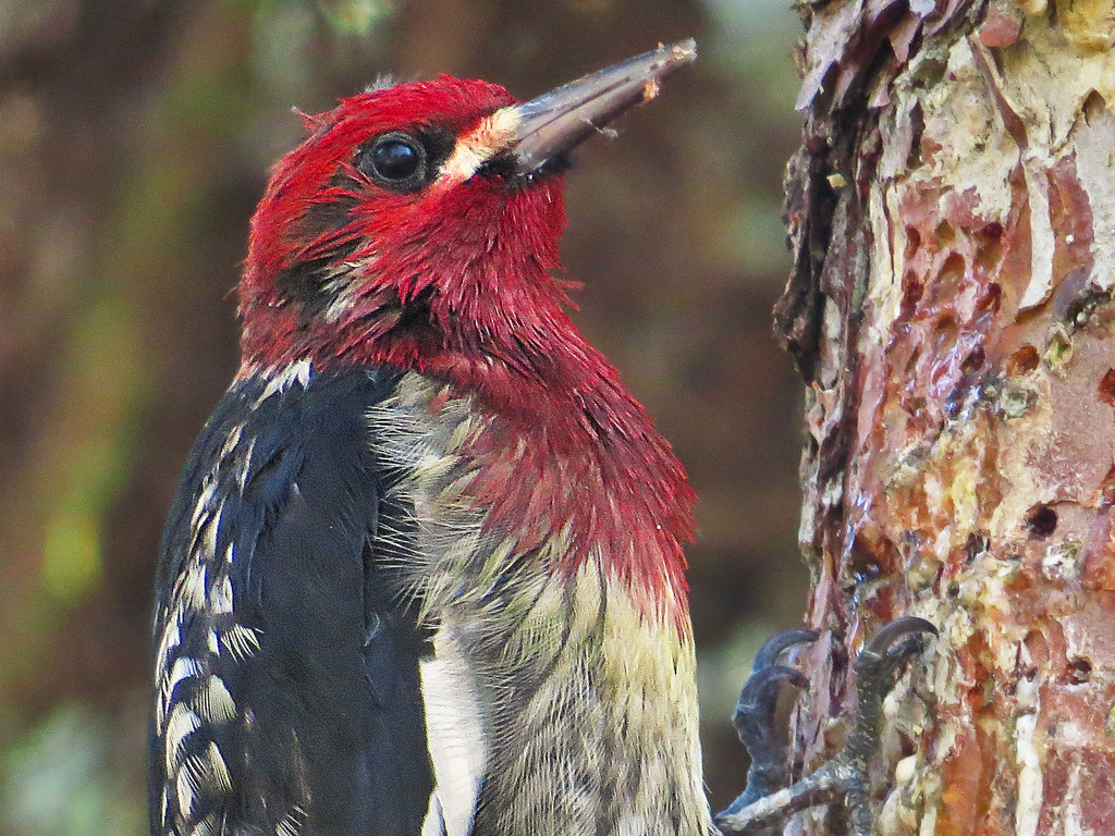 Red-breasted sapsucker. Photo: Richard Griffin.