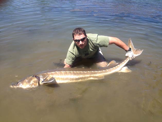 researcher with green sturgeon