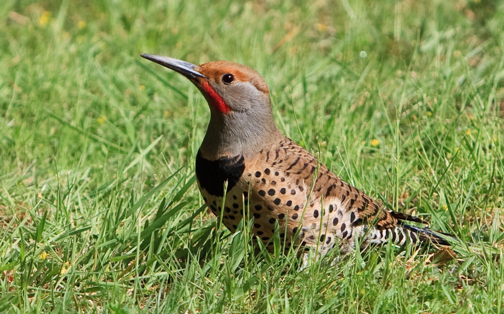 A northern flicker finds lunch among the ants and beetles. Photo: Mike Deal. 