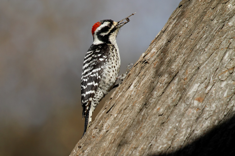 A male Nuttall's woodpecker with a insect on its tongue. Photo: Alan Vernon.