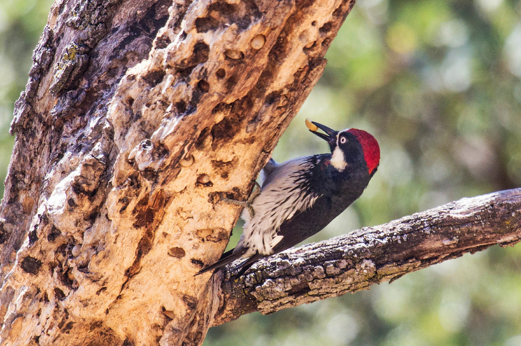 An acorn woodpecker story a found nut. Photo: Allan Hack. 
