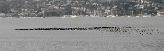 A raft of ducks on Richardson Bay at low tide Monday morning.