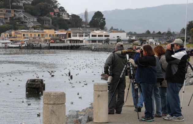 Birdwatchers flocked to the shoreline in downtown Tiburon Monday to try and spot rare gulls. Thousands of the noisy birds -- and a few sea lions -- spent the day feasting on herring and herring roe.
