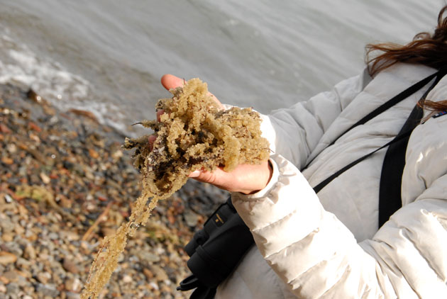 Audubon California seabird Conservation Manager Anna Weinstein holds a handful of herring roe that had washed up on Paradise Beach in Tiburon.